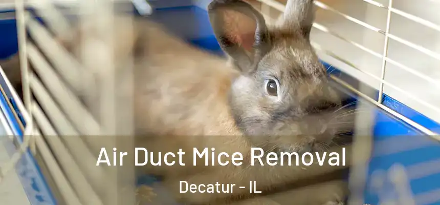 Air Duct Mice Removal Decatur - IL